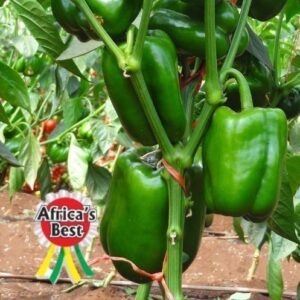 sweet pepper green gold f1