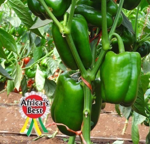 sweet pepper green gold f1 sweet pepper green gold f1