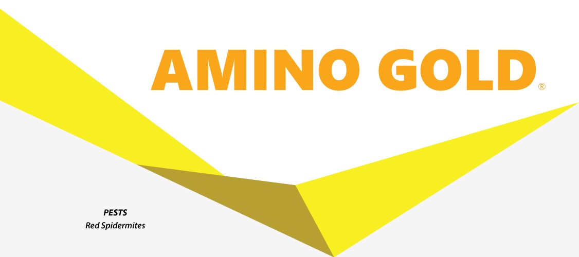 amino gold amino gold