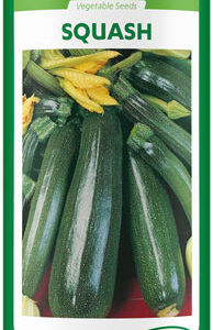 hybrid squash (zucchini) cera f1
